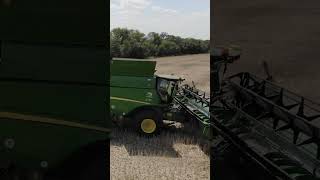 Canola Fields Transformed by Harvesting Giants [upl. by Nimaynib]