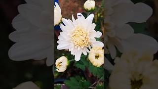 Vellai poove 🤍🤍🌸jamanthi daliya white whiteflower flowers song gardenvibes tamilsong [upl. by Honor]