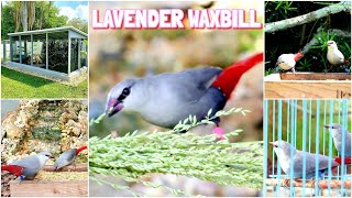 Aviary  Releasing the Lavender Waxbill Glaucestrilda caerulescens  Finches  Birds Chirping [upl. by Sidnala]