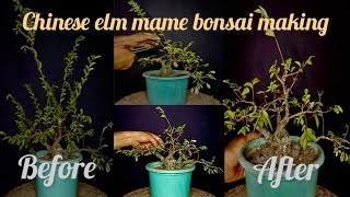 chinese elm pre bonsai pruning chinese elm bonsai care chinese elm bonsai pruning amp fertilizer [upl. by Aenahs742]