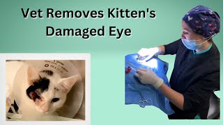 Veterinarian performs transpalpebral enucleation on kitten and adopts him [upl. by Siblee778]