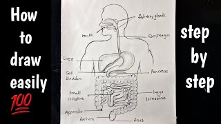 How to draw human digestive system step by step  human digestive system diagram [upl. by Llenhoj]