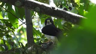 RaptorsPreying Shorttailed Hawk [upl. by Elades721]