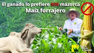 Maíz forrajero SIN MAZORCA para producir MÁS carne y leche [upl. by Mackay23]