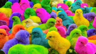 World Cute Chickens Colorful Chickens Rainbows Chickens Cute Ducks Cat RabbitsCute Animals🐤🐣 [upl. by Nnad288]