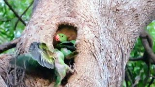 A Baby Parrot Accidentally Exit from the Nest  Parrots Crying Loudly [upl. by Koss]