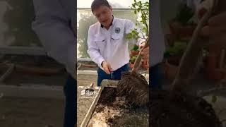 Usa rastrillo para explorar las raíces de tu bonsai 🌲🌳🌲🌎🇬🇹agricultura plantas bonsai [upl. by Lifton]