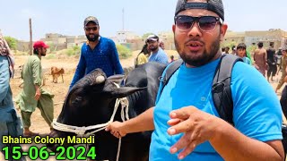 Bhains Colony Mandi Karachi Cattle Updates Rates 15 June 2024  Soda Naseeb Ka ❤️  Cow Mandi 2025 [upl. by Anirol]