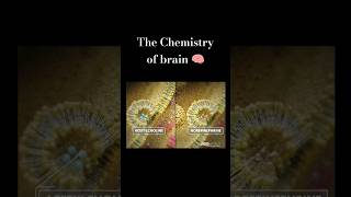 Brain Chemistry How Synapses Communicate 🧠✨ brain Neuroscience BrainChemistry SynapseScience [upl. by Nike]