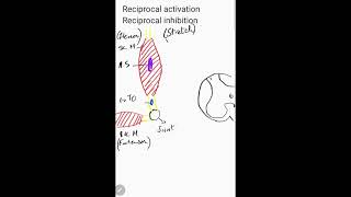 Golgi tendon organ Reciprocal activation and inhibition [upl. by Oznole636]