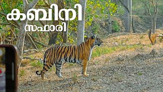 കടുവകൾ വാഴുന്ന കബിനി  Kabini Forest Safari [upl. by Deland]