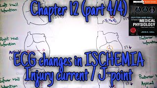 ECG changes in ischemiainfarction chapter 12 part 44  Guyton and Hall text book of physiology [upl. by Laehctim]