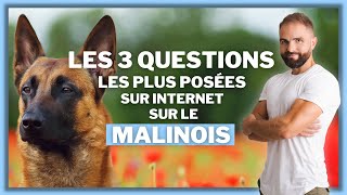 Les 3 questions les plus posées sur internet sur le Malinois [upl. by Blaise]