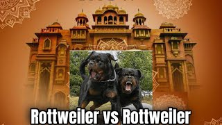 Rottweiler vs Rottweiler में कौन जीतेगा [upl. by Damick]