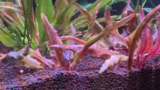 Setup New Aquarium Tank For The Small Corydoras Species [upl. by Airekahs]