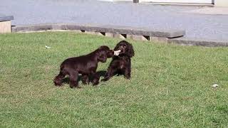 Cocker Spaniel Puppies for Sale [upl. by Adnaloj975]