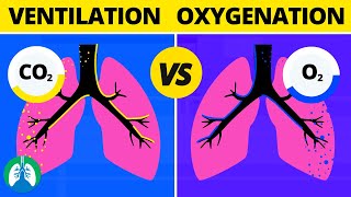 Ventilation vs Oxygenation vs Respiration What is the Difference [upl. by Anail453]