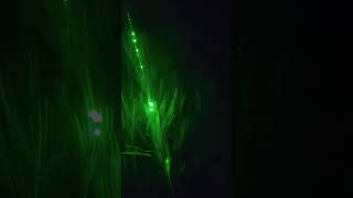 Green laser light shorts greenlights night time [upl. by Lorrin720]