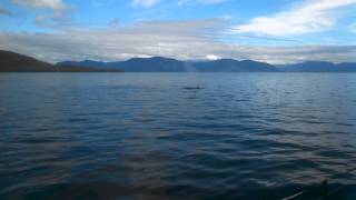 Humpback whales feeding in Frederick Sound Alaska [upl. by Irving482]