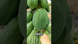 What is the use of collecting papaya pulppapayapudding video papaya shorts [upl. by Gennie]