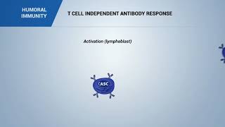 HUMORAL IMMUNITY T cell independent antibody response [upl. by Staal598]