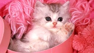 Cute Kittens  A Funny And Cute Kitten Videos Compilation 2017 BEST OF [upl. by Richards]