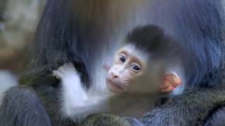 Baby Mandrill Arrives at the San Diego Zoo [upl. by Prudy]