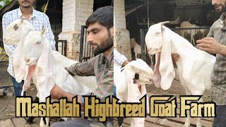 MASHALLAH HIGHBREED GOAT FARM Quality Hyderabadi Setup [upl. by Mischa]