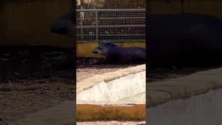 Zoo Barcelona Tapir Brazilian Tapiro  8 [upl. by Laetitia681]