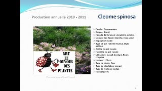 Tuto jardin Cleome spinosa fiche technique plante annuelle [upl. by Eecyac707]