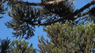 Azure Jay  Gralhaazul Cyanocorax caeruleus in Araucaria forest [upl. by Isia12]