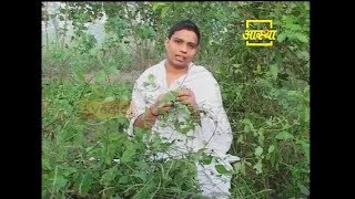 Ayurvedic Benefits of Bhumi Amla Plant for Cough  Acharya Balkrishna [upl. by Nnaassilem]