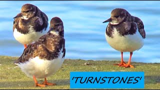 Little Shore Birds on the Promenade These Are Called Turnstones  Seashore Wildlife [upl. by Nytsud]