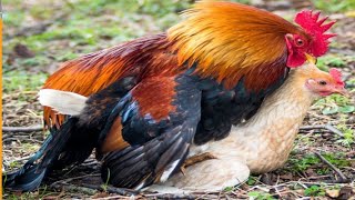 How chicken do Mating complete information  Chicken mating breeding behavior in chicken [upl. by Aligna893]