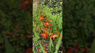 Crocosmia Carmin Brilliant [upl. by Ardnoet356]