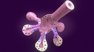 3D Salivary Gland Development  Stomodeum vs Oropharyngeal Membrane  Parotid gland [upl. by Eannaj]