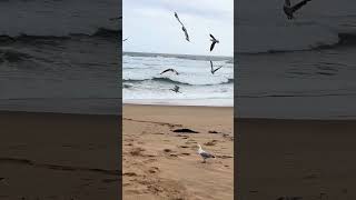 FISHING  KILCUNDA BEACH VIC AUSTRALIA [upl. by Onitram]