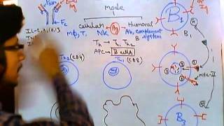 Humoral and cell mediated immunity [upl. by Sabian]