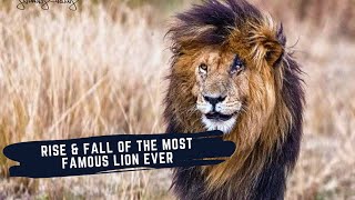 SCARFACE THE LION DOCUMENTARY  STORY OF THE MOST FAMOUS LION EVER amp HIS BROTHERS  MUSKETEER MALES [upl. by Avie]