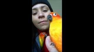 Sun Conure Talking [upl. by Brodsky]