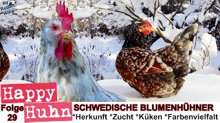 E29 Schwedische Blumenhühner im Rasseportrait  HAPPY HUHN  Skånsk blommehöna  Blumenhuhn Hühner [upl. by Aicac]