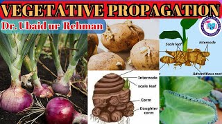 143 Natural Vegetative Propagation in Plants  Bulbs Corms  Rhizomes  Leaves  Class 10 Biology [upl. by Elke]