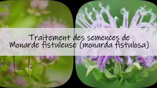 Traitement des semences de Monarde Fistuleuse monarda fistulosa [upl. by Ybhsa273]