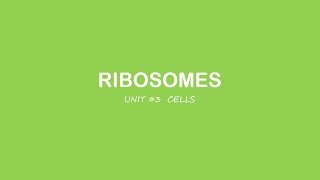 AP Biology Ribosomes [upl. by Irrot]