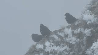 Puchberg am Schneeberg Schneeberg Yellow billed Chough [upl. by Grekin]