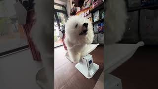 Poodle lai Bichon ra Poochon🐶dog puppy animals pets [upl. by Mitzl]