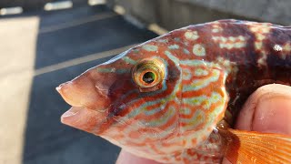 Early morning fishing at Samphire hoe Kent wrasse pouting [upl. by Afihtan332]