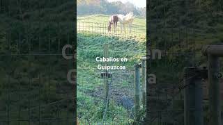 Caballos en Guipuzcoa [upl. by Esilenna]