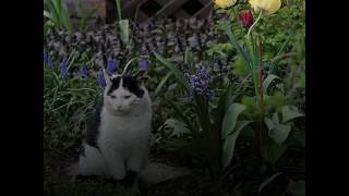 TOP 4 des méthodes pour éloigner les chats de son potager [upl. by O'Connell]