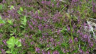 Echte gamander  Teucrium chamaedrys  NL Bloeit  Planten van hier [upl. by Light]